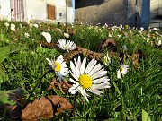 Da casa-Zogno al Monte Castello di Miragolo sul sentiero 514 il 24 nov. 2020 - FOTOGALLERY